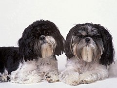 Tom & Betty, Shih Tzus